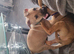 LAST PUPPY LEFT...8 week old (bull herder boy)