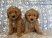 Cavapoo puppy's