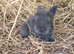 Baby Blue Lionhead buck for reserving