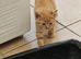 Two Beautiful Kittens Looking for Loving Homes