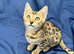 Full pedigree brown rosette bengal kitten ready now