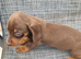 Miniature dachshund 8wks