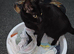 Loving Home for Trick