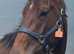 Blaenbran Equine Rest and Rehabilitation