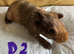 Lovely baby skinny pigs