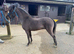 TLF MOCHA 3yr old amha / bmhs licensed stallion