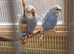 Gorgeous, very pretty Helicopter Baby Budgies
