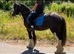 *** Flashy Cob mare***