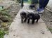 Cocker spaniel pups