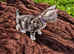 Gorgeous Pedigree TICA Registered Bengal Kittens | Health Tested Parents