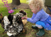 Polish Bantam Frizzle & Smooth Chicks & Eggs