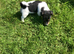 Miniature Jack Russell pup for sale