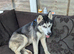 Poppy Husky