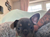Meet our gorgeous female French bulldogs