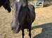 2 yr old Bay Dartmoor hill filly  pony