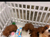 Cavalier King Charles