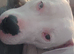 American bulldog cross