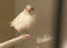 2026 German roller canary