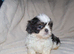 Blue & Black dobbie imperials kc registered