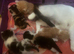 5 beautiful kittens
