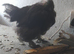 Bantam chickens