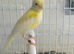 2026 irish fancy canary