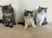 Beautiful kittens