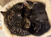 Kittens ready now