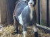 Pair of Pygmy Nannie’s