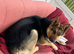 REHOME OUR BEAUTIFUL GIRL