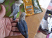 Baby love birds