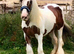 14,3 tank of a mare