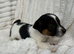 4 Jack Russel Puppy’s