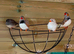 Zebra finches all colours ready now