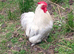 Lavender pekin bantam pair