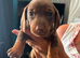 miniture dachshunds