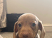 Ready now!! Miniature dachshund puppies