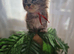3 stunning mainecoon kittens available to reserve