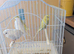Baby budgies for sale