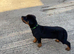 Rottweiler puppies, 3 boys, 3 girls, ready to go.