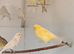 Canaries