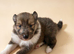 Sable tri puppies