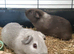 2x female and 2x male Guinea pigs