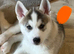Siberian husky puppies