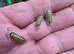 5 x Haasi Isopod "High Yellow"Porcellio haasi) &pound;20