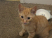1 adorable kitten looking for his forever home