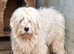 Baloo  A Gentle Mioritic / Mio Sheepdog Looking for Love