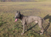 Very reluctant rehoming