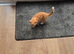 2 ginger boys avalible due to time wasters