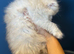 GCCF registered silver Persian (chinchilla)